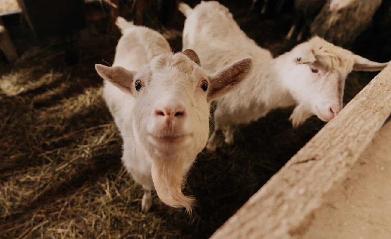 Фото Экоранчо - отдых на ферме в Алексеевке - развлечение в Москве | Досугатор